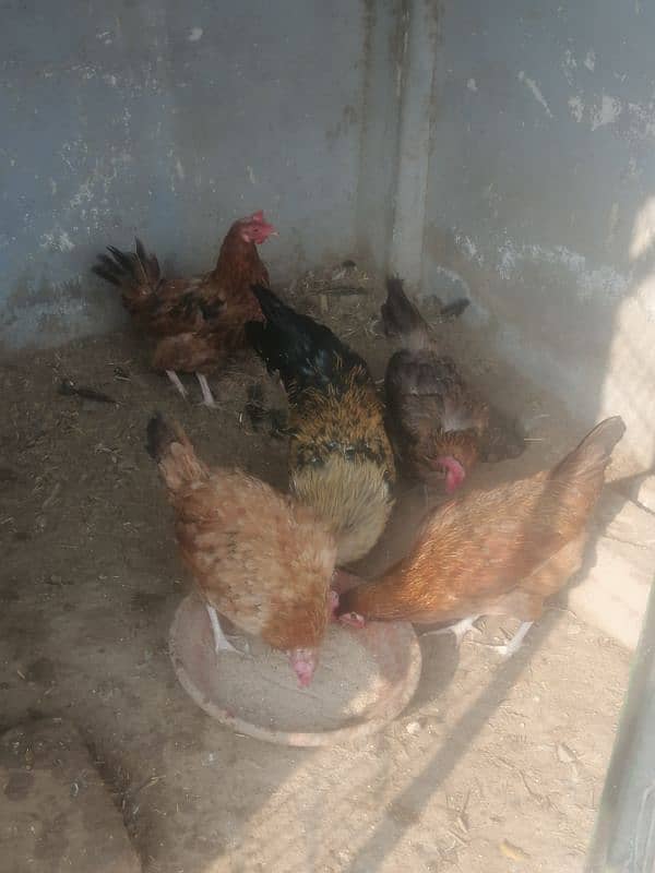 golden misri egg laying hens 4 female 1 male 0