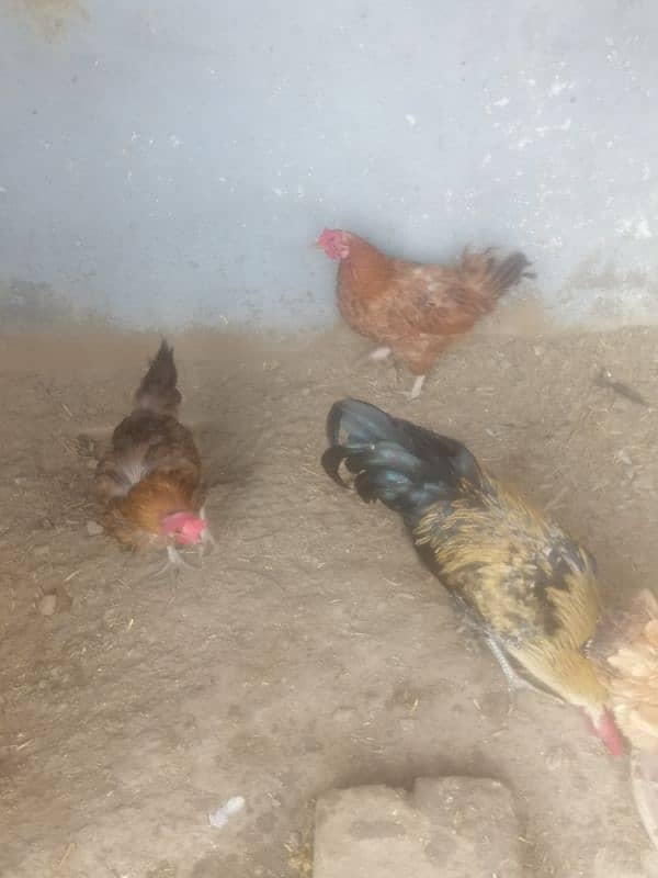 golden misri egg laying hens 4 female 1 male 1