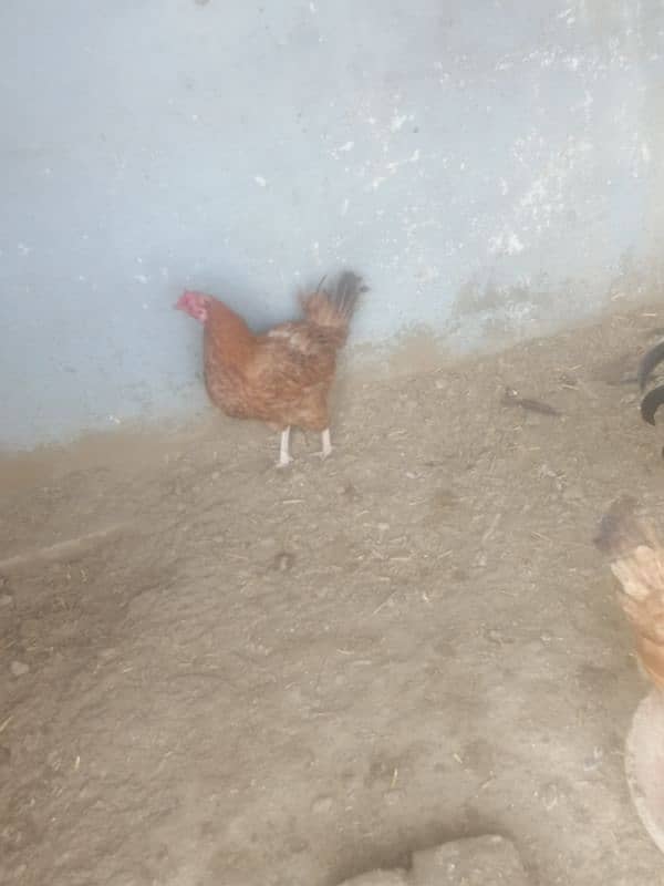 golden misri egg laying hens 4 female 1 male 2