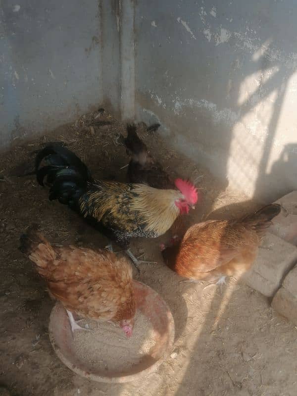 golden misri egg laying hens 4 female 1 male 3