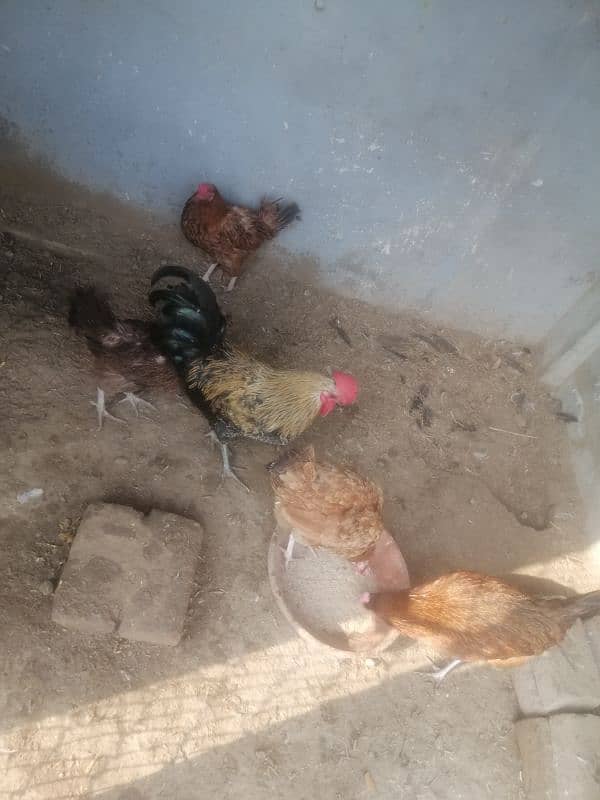 golden misri egg laying hens 4 female 1 male 4