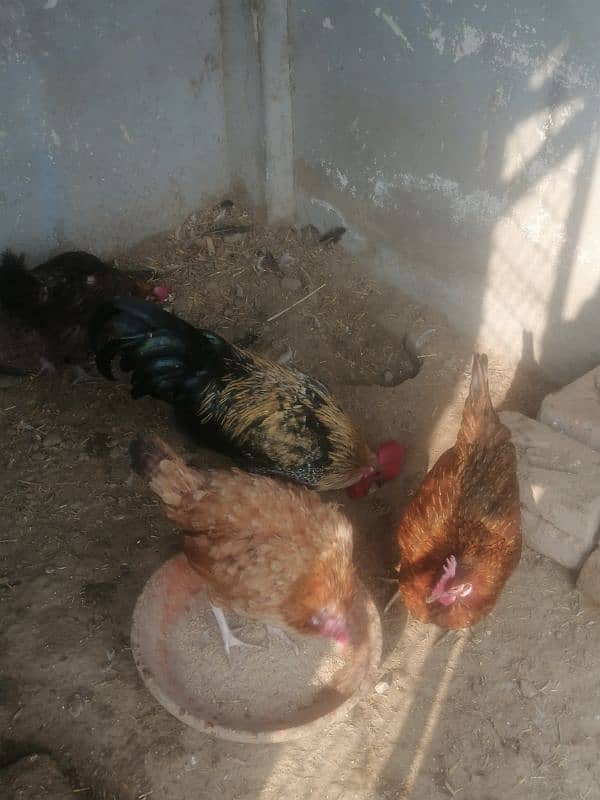 golden misri egg laying hens 4 female 1 male 5