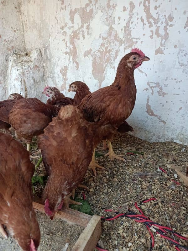 RIR chiks for sale 2