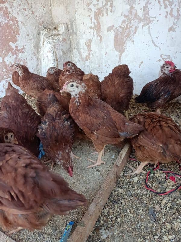 RIR chiks for sale 3