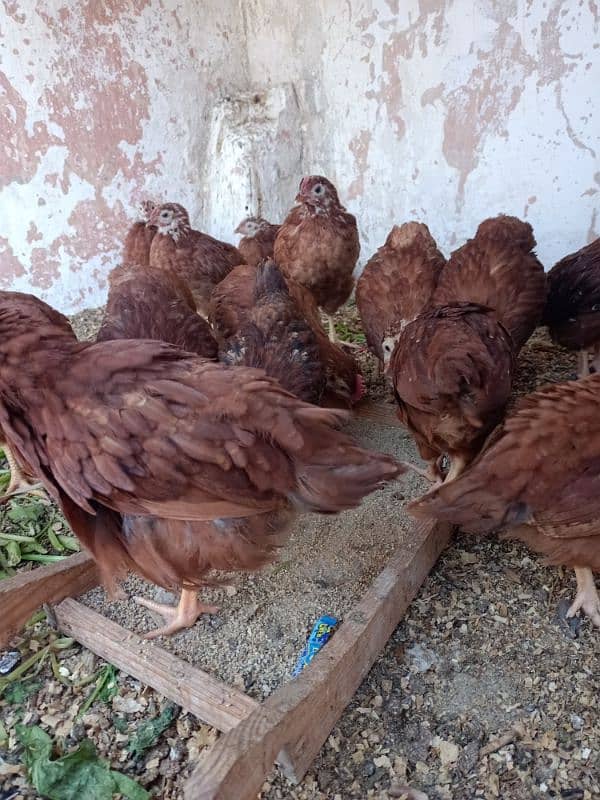 RIR chiks for sale 4