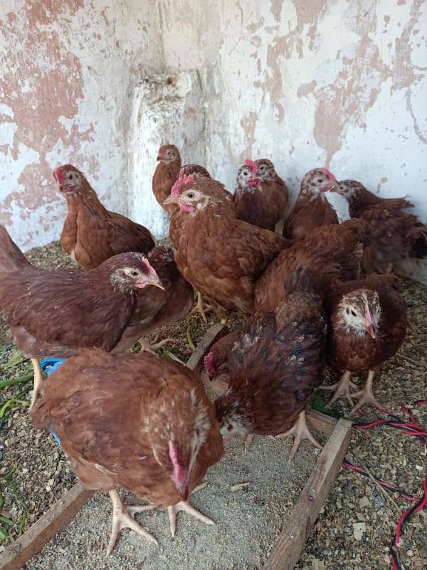 RIR chiks for sale 5