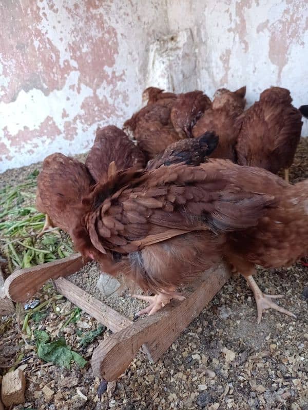 RIR chiks for sale 6