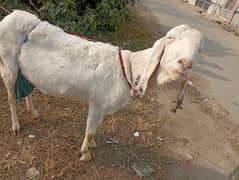 bakri 62000