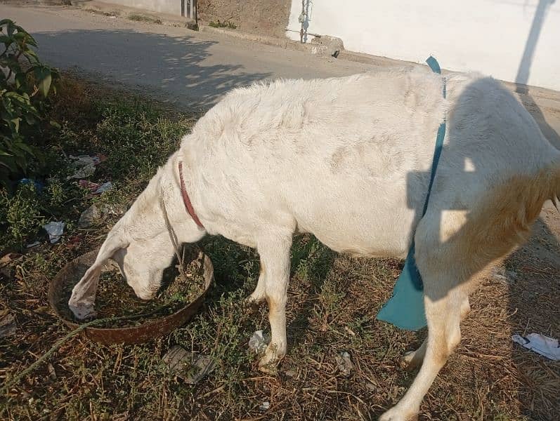 bakri 62000 1