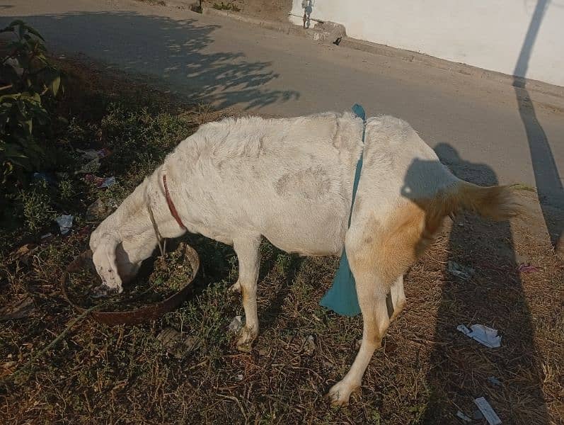 bakri 62000 2