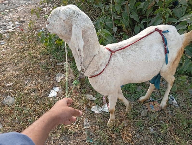 bakri 62000 3