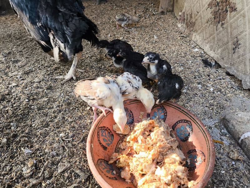 aseel mushka chicks high quality chuzay for sale 6 chuzay available 0