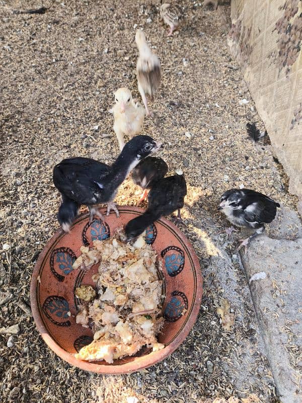 aseel mushka chicks high quality chuzay for sale 6 chuzay available 2