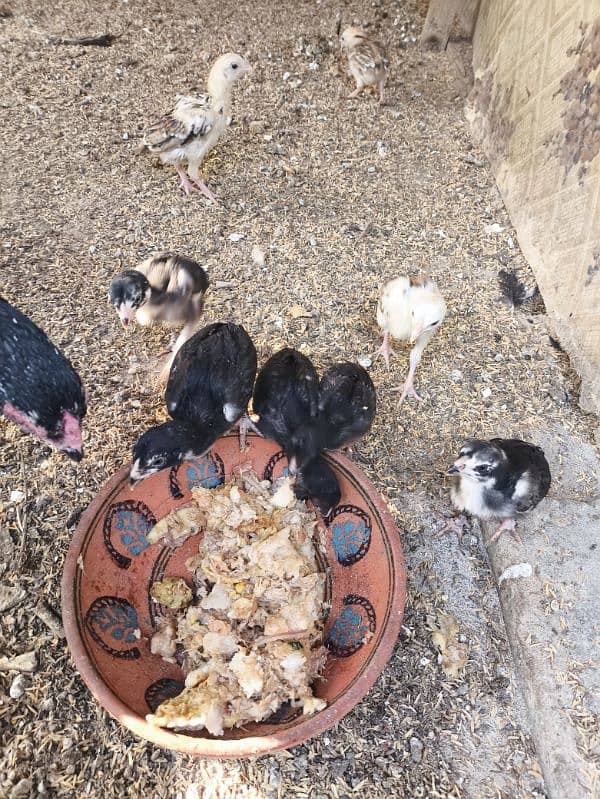 aseel mushka chicks high quality chuzay for sale 6 chuzay available 3