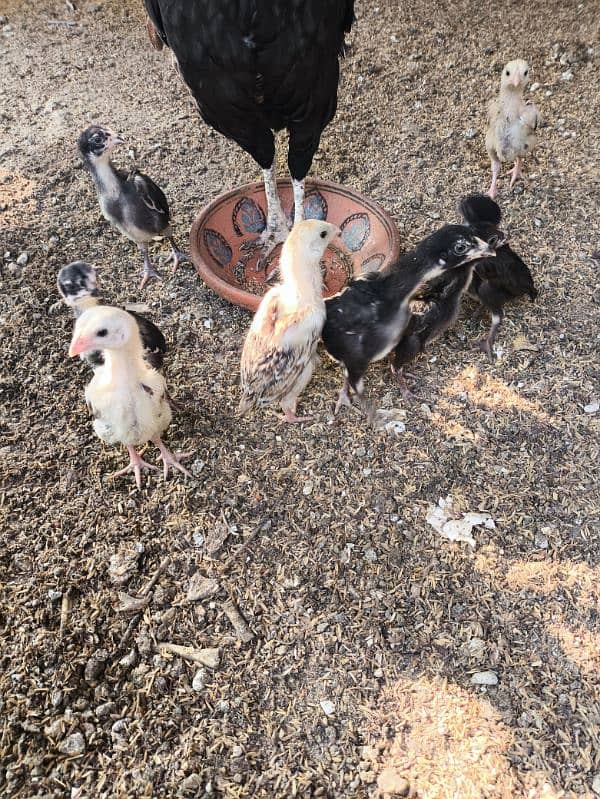 aseel mushka chicks high quality chuzay for sale 6 chuzay available 4