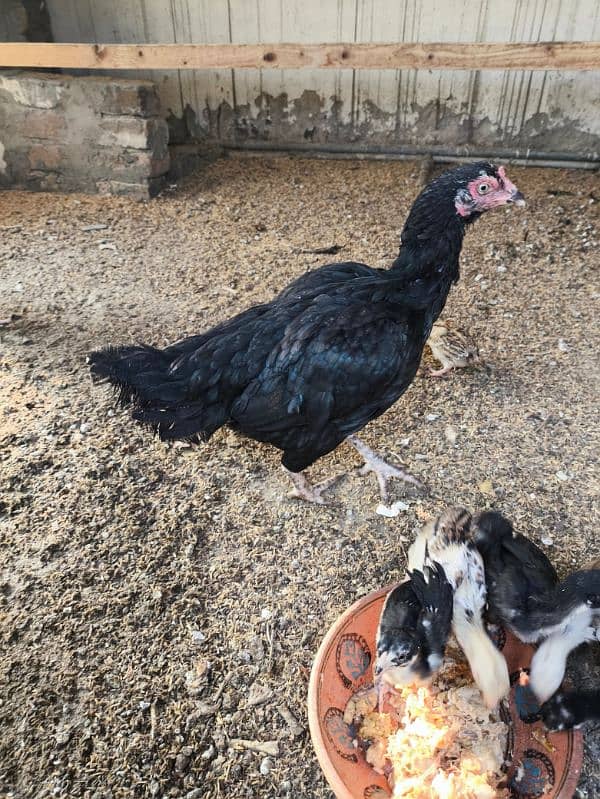 aseel mushka chicks high quality chuzay for sale 6 chuzay available 5