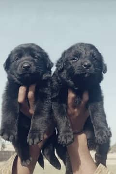 Balck Shepherd dubal Cout pair 2 mahnt for sale