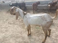 Bakra