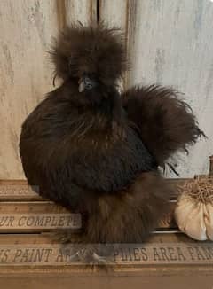 silkie males