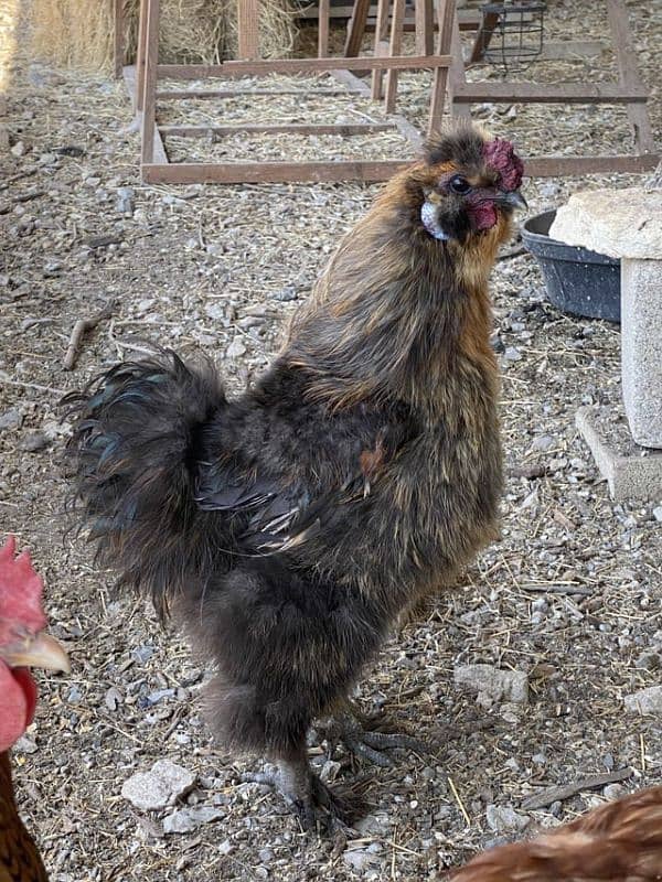 silkie males 1