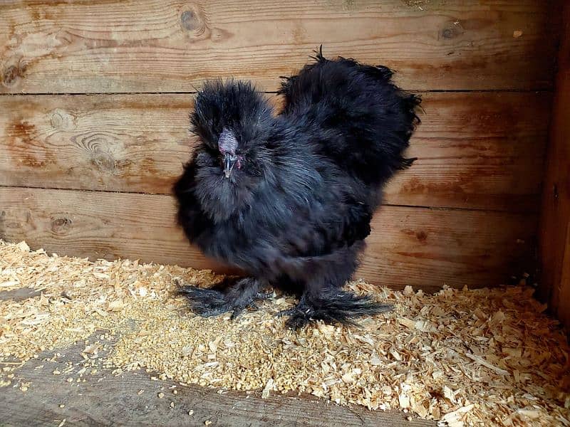 silkie males 2