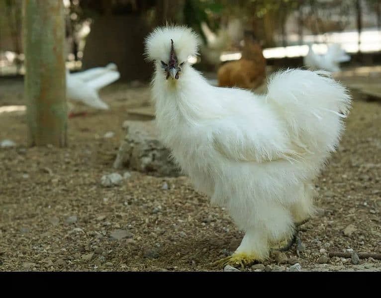 silkie males 3