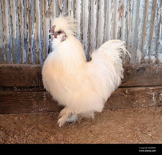 silkie males 4