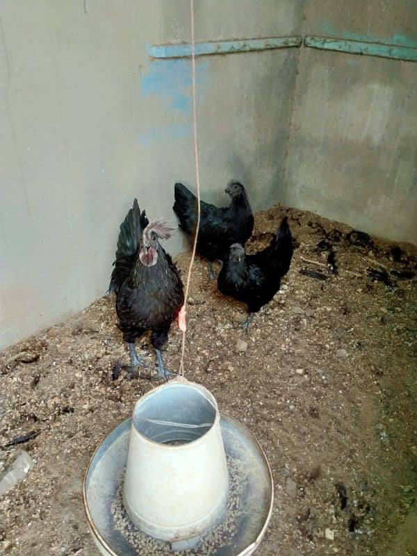 AYAM CEMANI,GOLDEN BUFF & WYANDOTTE & BRAHMA EGGS 0