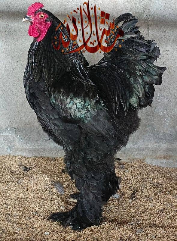 AYAM CEMANI,GOLDEN BUFF & WYANDOTTE & BRAHMA EGGS 3