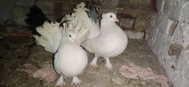 laka breader pair with chicks