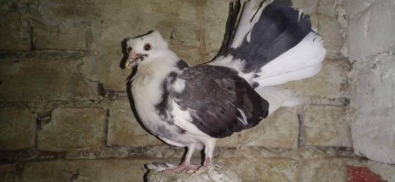 laka breader pair with chicks 4