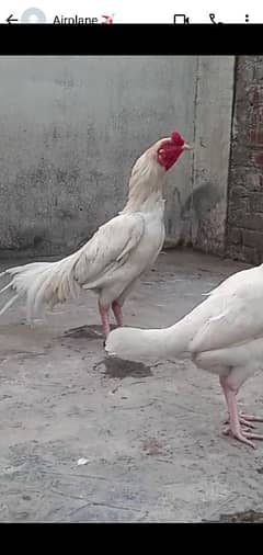 white aseel heera pair egg laying