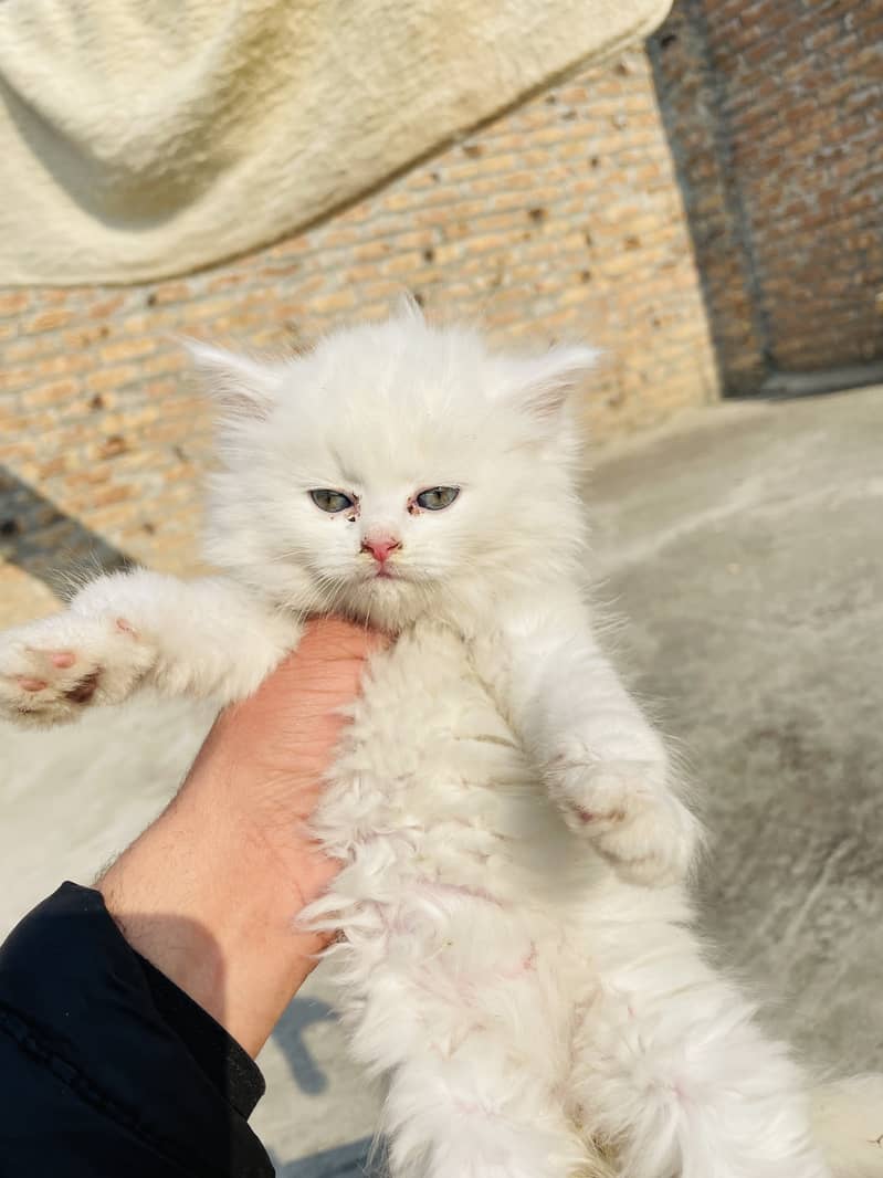 Persian white triple coat kitten Available 0