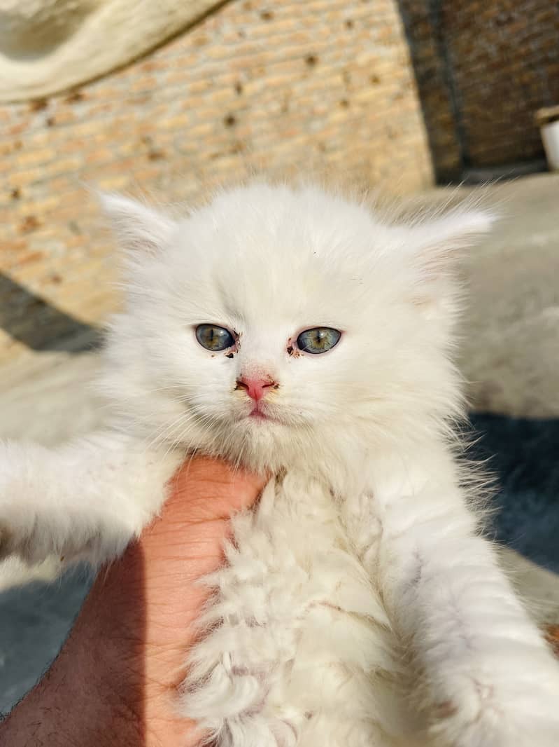 Persian white triple coat kitten Available 1