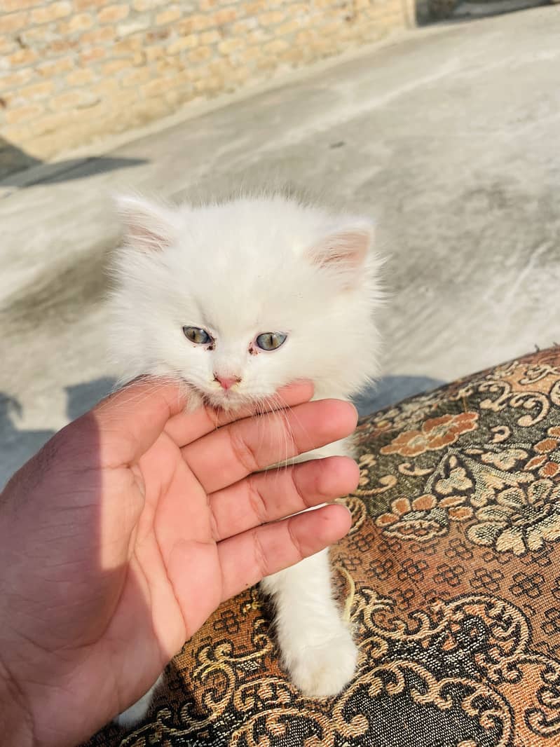 Persian white triple coat kitten Available 2