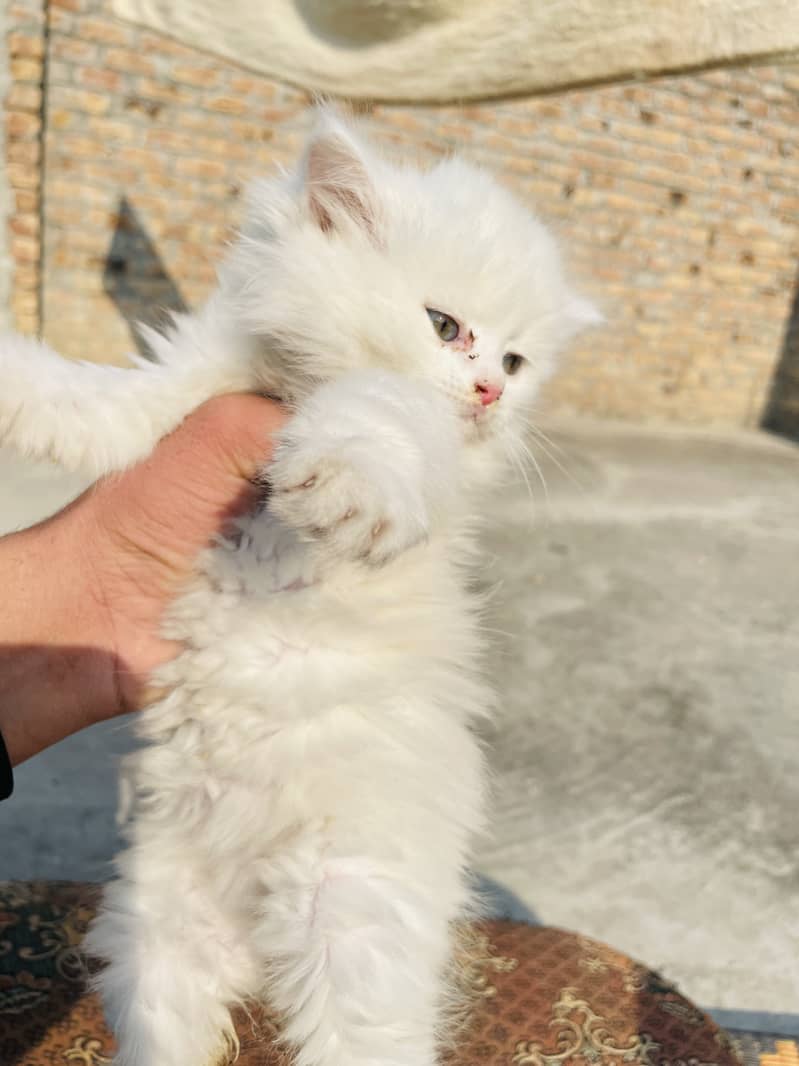 Persian white triple coat kitten Available 3