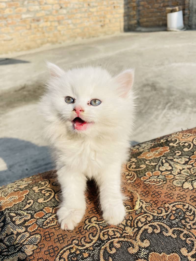 Persian white triple coat kitten Available 5