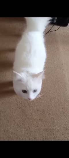 white cat