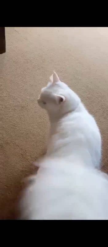 white cat 2