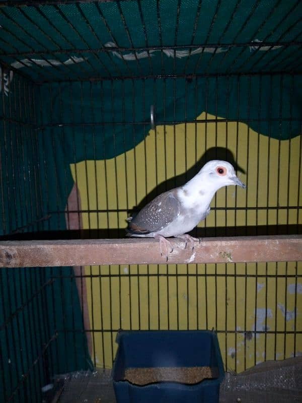 Pied Dove Male Adult Piece 0