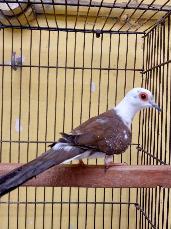 Pied Dove Male Adult Piece 3