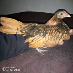 golden sebright hen seven month old