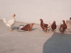 bovans brown hens set for sale