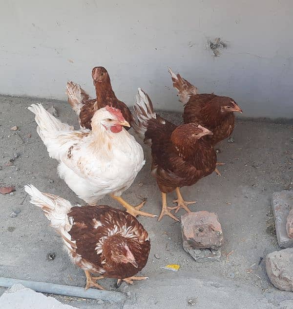 bovans brown hens set for sale 1