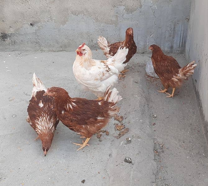 bovans brown hens set for sale 2