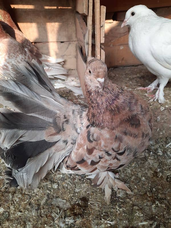 almond. breedr female for sale 0