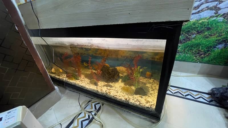 Aquarium/Fish Tank Setup for sale in Sialkot 5ftx2.5ftx2.5ft. 3