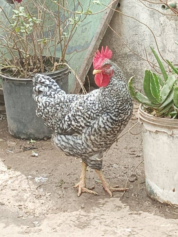 Male Hen Murgha Cock 0