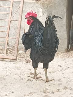 Male Hen Murgha Cock