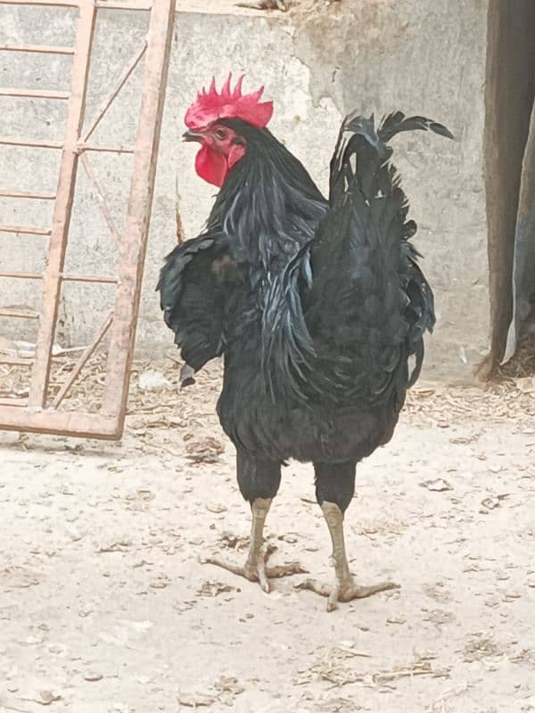 Male Hen Murgha Cock 1